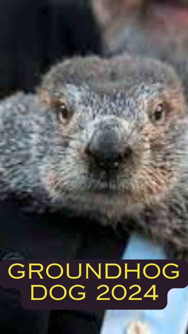 Watch Punxsutawney Phil Search For His Shadow In The Groundhog Day 2024